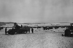 Browse Half tracks of the 11th Armoured Division